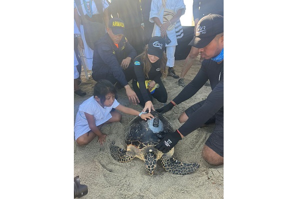 La Tortuga Carey hembra adulta de la especie Eretmochelys imbricata regresó al mar,  con un transmisor GPS de última generación.