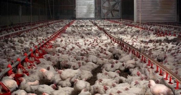 Durante la emergencia no se permitirá la salida de aves hasta que no se confirme o descarte la presencia de la enfermedad, salvo previa autorización escrita del ICA.