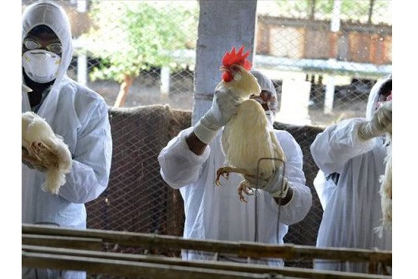 Para controlar y erradicar la enfermedad, el Instituto implementó varias acciones, entre las que se destacan la vigilancia epidemiológica en estas zonas del departamento.