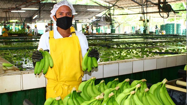 El presidente de Asbama mencionó que, “el mercado estadounidense continúa el principal destino del banano de la región Caribe”.