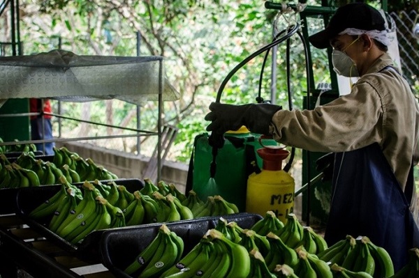 El proyecto se hará realidad con la donación del lote por parte de la alcaldía Zona Bananera, los recursos obtenidos de la Prima Fairtrade que recibe Cortrabam .