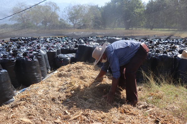 Cada productor se le entregó una tonelada de silo de maíz amarillo y sorgo forrajero JJT – 18, las cuales fueron producidas en el Centro de Investigación Caribia.