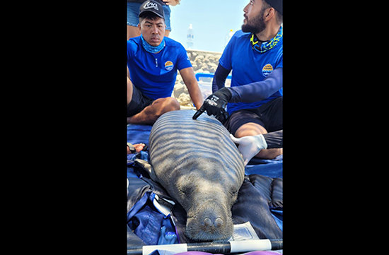Bebè manatì es rescatado por pescadores y trasladado al CAVR Marino de CORPAMAG y Acuario del Rodadero.