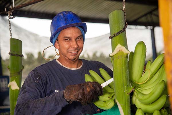 Pequeños productores agrícolas han obtenido el beneficio de generar mayores empleos aumentando su contribución en la venta del banano.