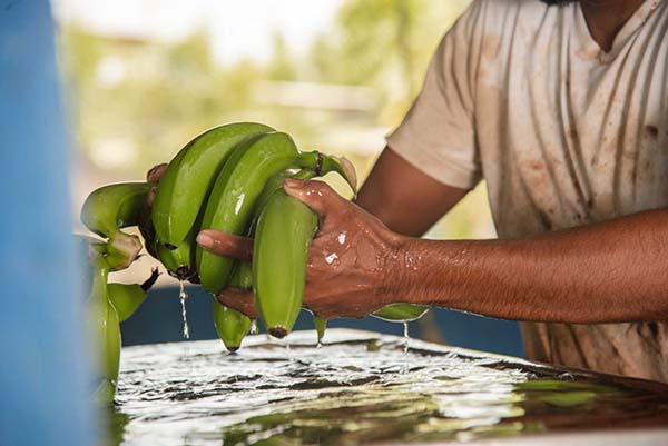 La agroindustria del banano se ha convertido en el motor económico nacional tras ser este el tercer producto exportable.