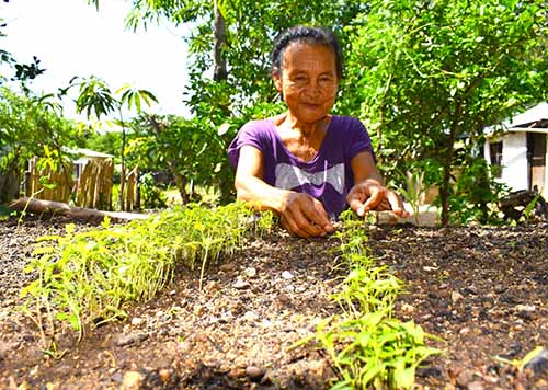 Los cultivos se realizan los patios de las casas del municipio de Algarrobo, Magdalena.
