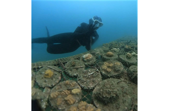 La vinculación de diferentes actores que contribuyeron a la restauración coralina, principalmente a la construcción de guarderías de coral.
