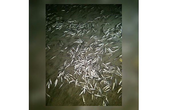 Los moradores hacen un llamado urgente a los entes correspondientes para que tomen las medidas pertinentes.