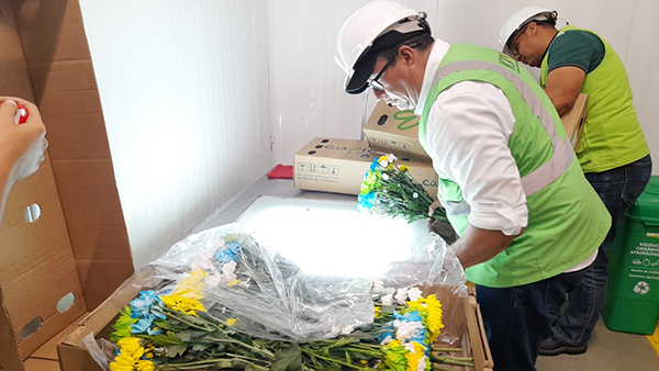 Actualmente las flores representan para el Puerto de Santa Marta el 4,4% de los 48 mil contenedores refrigerados que anualmente se exportan desde este terminal.