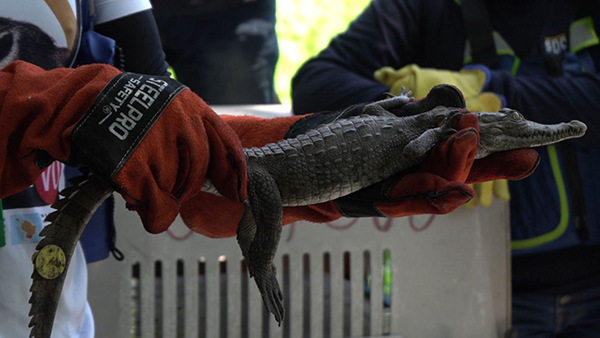 Corpamag tiene el compromiso de preservar los ecosistemas y la fauna silvestre del departamento del Magdalena. 