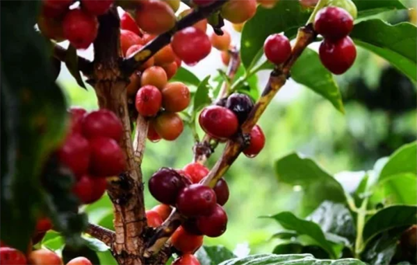 La Sierra Nevada de Santa Marta produce casi 14 toneladas por temporada de recolección de café, pero no solo se trata del proceso cafetero local.