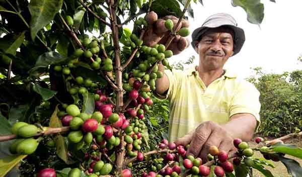 El respaldo a este evento proviene de la Unión Europea y diversas organizaciones locales y regionales que se han unido con el propósito de enfrentar los retos vinculados al valor reducido del café en los mercados globales.