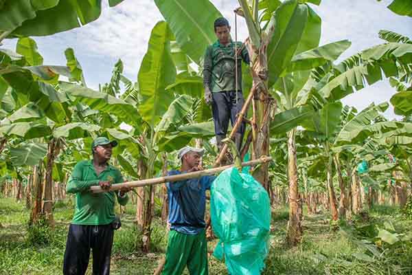En los cuatro años de la presencia del FocR4T en Colombia, Ica y Asbama por medio de convenios han elaborado actividades para la contención del hongo.