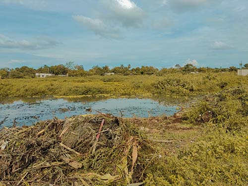 Una de las actividades clave contempladas en este proyecto de restauración incluye la limpieza manual de la vegetación flotante que obstruye el flujo del agua en la ciénaga.