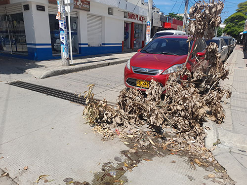 En la intersección de la Calle 22 con 6 centro, una escena peculiar se presenta: un palo con sus ramas permanece atrapado dentro de las rejillas de desagüe, obstruyendo el flujo vehicular y peatonal. La incógnita persiste: ¿cómo llegó allí este obstáculo inusual? 