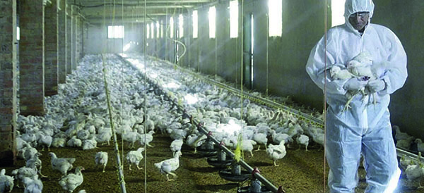 La salida de aves está restringida hasta confirmar o descartar la presencia de la enfermedad