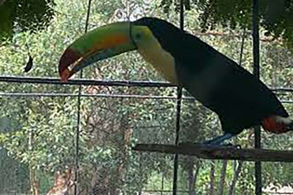  El daño que puede generar mantener a estas aves encerradas es significativo, el encierro priva a las aves de su libertad y afecta su bienestar físico y emocional.