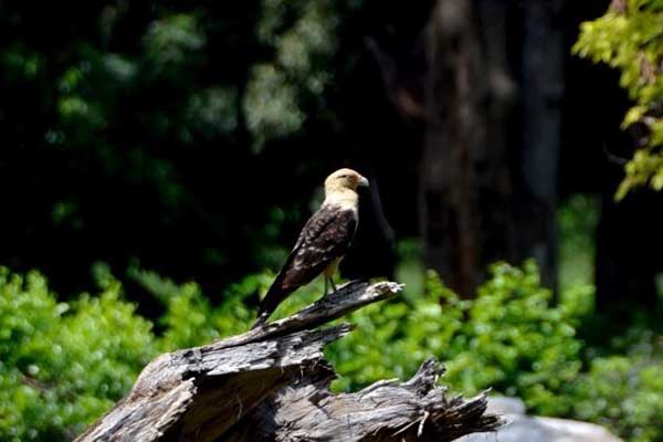 Además del turismo ecológico del que se puede disfrutar en Minca cuenta con la fortuna de ser hogar de variedad de aves que pueden ser avistadas en el paisaje natural.