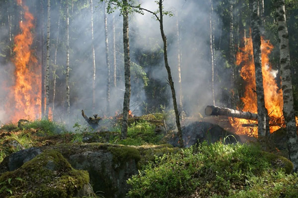 Las leyes colombianas establecen multas millonarias y condenas que podrían superar los 10 años de prisión, subrayando la gravedad de tales conductas en el contexto actual de riesgo ambiental.