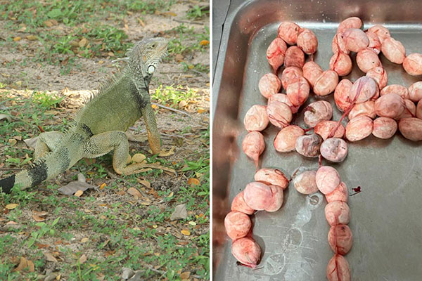 Según los datos proporcionados por Corpamag, la venta de huevos de iguana se intensifica en el Magdalena entre los meses de diciembre y marzo de cada año.