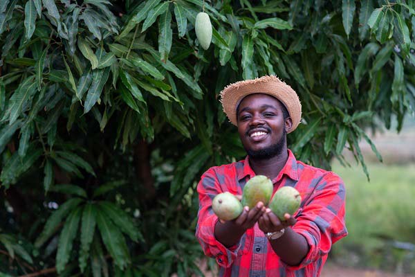 En esta convocatoria se busca atender a 160 emprendedores y Mipymes de la cadena productiva del mango. 