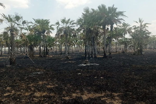 La foto muestra una vista panorámica de una zona rural afectada por un incendio forestal.