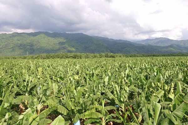 La exportadora de bananos busca crear conciencia sobre la importancia de preservar del preciado líquido.