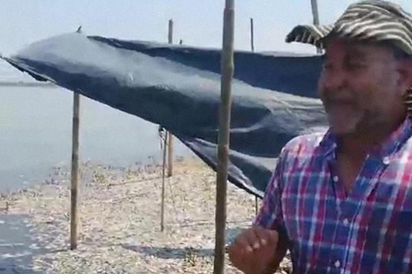 Las familias afectadas tuvieron que recoger la mayoría de peces que se encontraban en sus alrededores para evitar perder su principal fuente económica.