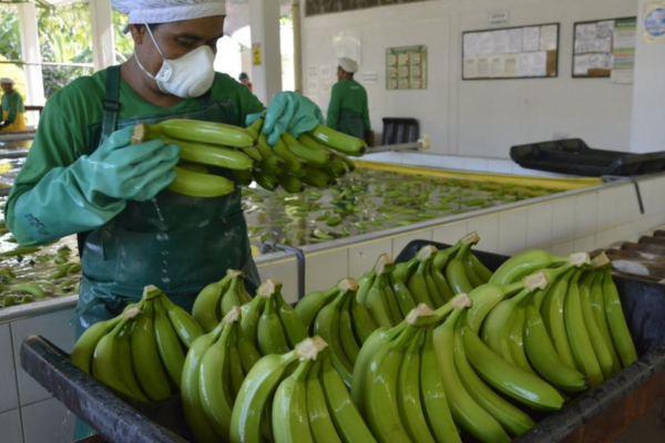 El banano es más que una simple fruta en el Magdalena; es un pilar fundamental de la economía, la cultura y la identidad, su cultivo y comercialización han moldeado el paisaje, la sociedad y el desarrollo del departamento durante más de un siglo.