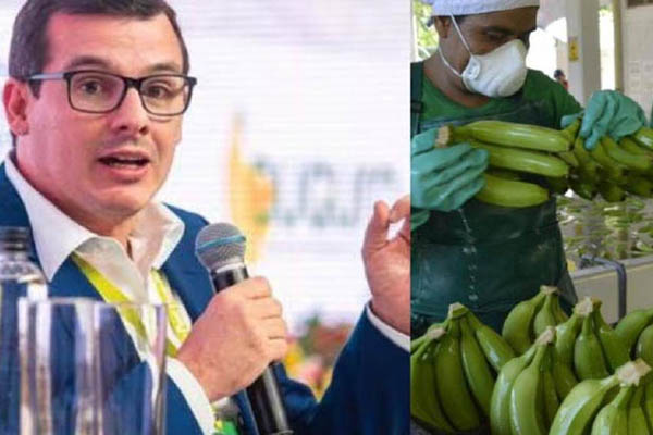 José Francisco Zuñiga, presidente de Asbama, expresó su preocupación por la situación actual del mercado bananero en Europa, en donde, según él, no se está valorando el precio justo del banano.