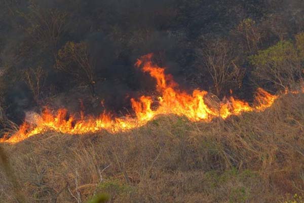  Los incendios han ocasionado pérdidas de fauna y flora del departamento del Magdalena, generando daños irreparables para diferentes ecosistemas. 
