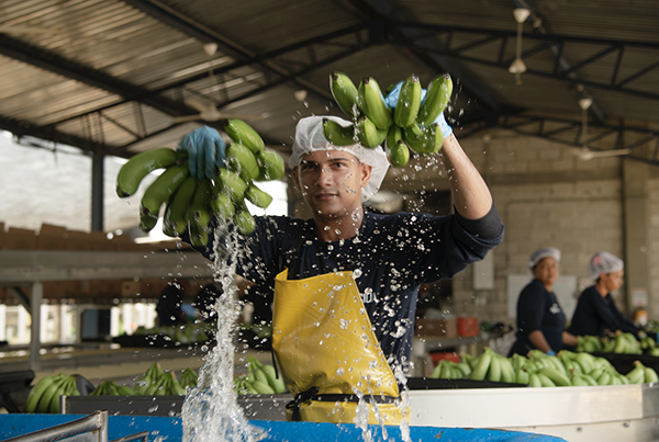 El congreso cuenta con conferencistas nacionales e internacionales quienes aportarán su experiencia y conocimiento al futuro del sector bananero.
