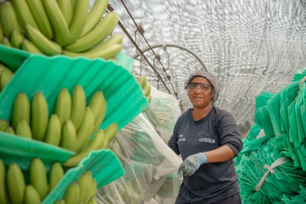 Se tendrán unos sensores externos que estarán atentos ante cualquier foco de la enfermedad para que pueda apoyar las acciones de mitigación del riesgo o sospecha de la misma