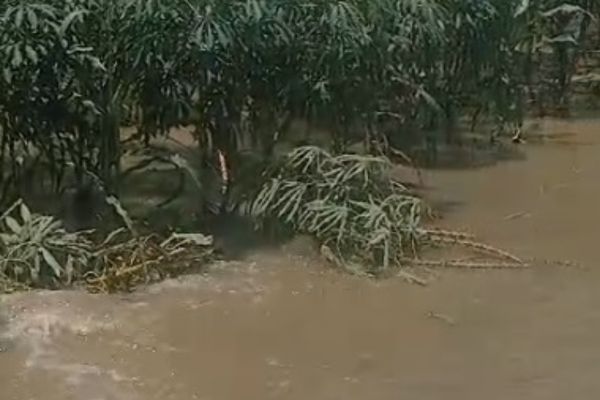 Los cultivos de las familias campesinas quedaron totalmente inundados debido a la ruptura del río Magdalena.