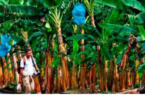 En las parcelas establecidas en Urabá, Magdalena y La Guajira, se están evaluando el rendimiento de estas nuevas variedades y su aceptación por parte del consumidor.