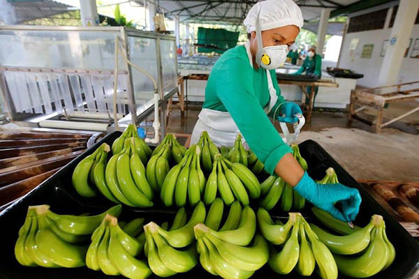 Los principales destinos de las exportaciones de los productos magdalenenses son Estados Unidos, México, Bélgica y Reino Unido. 