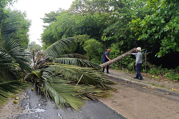 En la imagen se realizan las talas de árboles para prevenir accidentes en la isla de San Andrés.