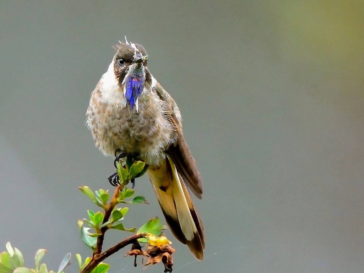 El Chivito de Santa Marta, es un colibrí endémico de los Páramos de la Sierra Nevada de Santa Marta. Reconocible por el color azulado de su garganta y por alimentarse de las flores de los frailejones.