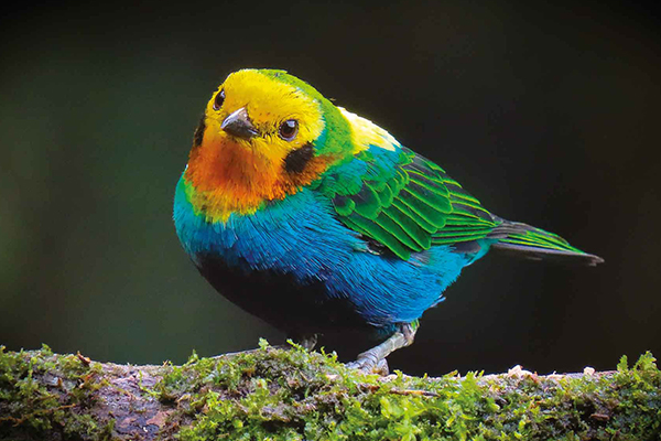 Especie Chlorochrysa nitidissima, conocida comúnmente como Tángara multicolor. Fotografía de Diego Rocha - Fotógrafo de naturaleza.