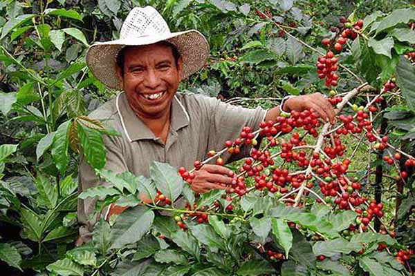 A pesar de la situación climática la cosecha de café es la segunda mayor oportunidad de empleos para el departamento del Magdalena.
