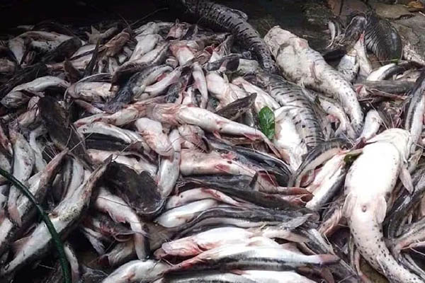 Los pescadores señalaron que la pesca indiscriminada ha exacerbado la mortandad de diversas especies en las aguas del Magdalena.
