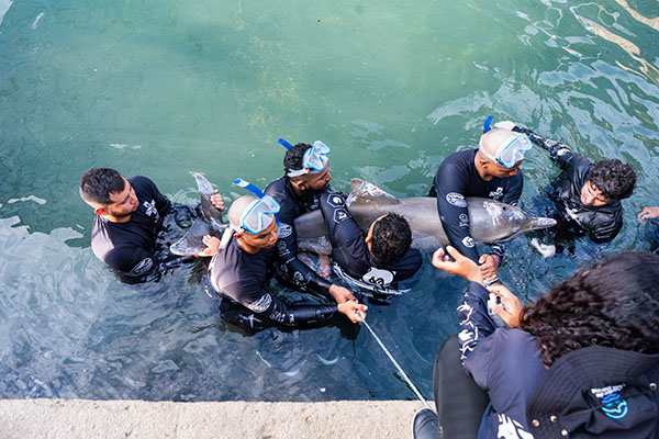 Los delfines fueron llevados a mar abierto en donde se produjo la liberación, las especies serán monitoreadas por el Centro de Rescate de Fauna Marina.