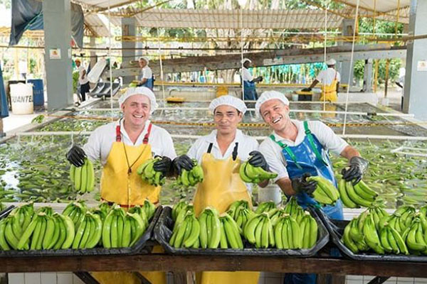 Los precios del banano en el mercado internacional están sujetos a constantes cambios debido a factores como la oferta y la demanda, las condiciones climáticas en otras regiones productoras y las políticas comerciales de los países importadores.