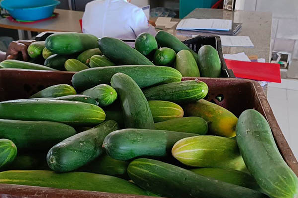 La comunidad educativa, junto con expertos en diferentes disciplinas, ha trabajado arduamente para implementar un modelo pedagógico que promueve la producción de alimentos.