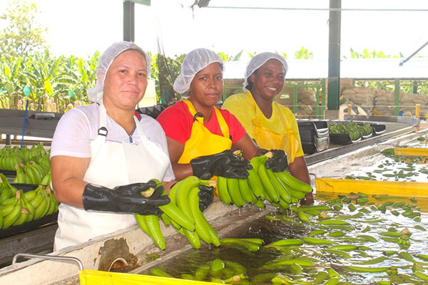 Actualmente se destaca que solo el 1% de la producción de banano y plátano de Colombia tiene esta enfermedad. 