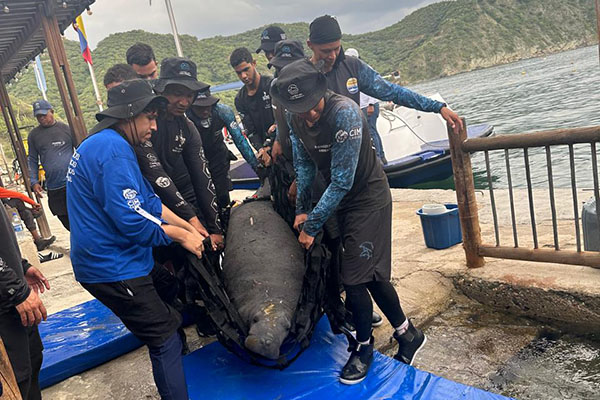 El ‘Sobrado de Tiburón’ fue trasladado al Centro de Rescate de Fauna Marina, donde se le realizaron evaluaciones y exámenes médicos exhaustivos.