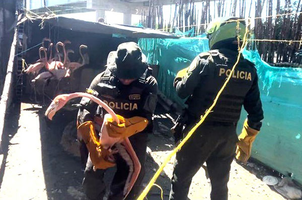 Las aves rescatadas en una residencia del corregimiento de Sevillano, Ciénaga, se presume según las autoridades que eran para el consumo humano.