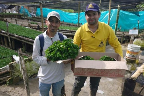 La renovación de los cafetales con estas plantas jóvenes y productivas se traduce en un aumento de la producción por hectárea.