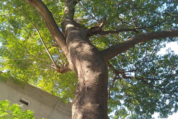 Los moradores le hacen un llamado al Dadsa, a Corpamag y a la Oficina de Gestión del Riesgo para que intervengan el árbol de manera urgente. 
