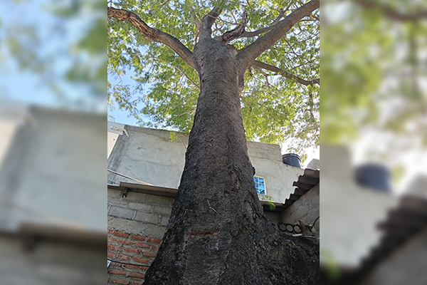 El árbol tiene varios huecos en su tronco por lo que se encuentra debilitado la comunidad clama una intervención rápida de las autoridades ambientales. 